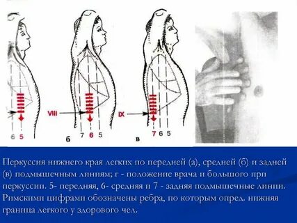 Передне нижний