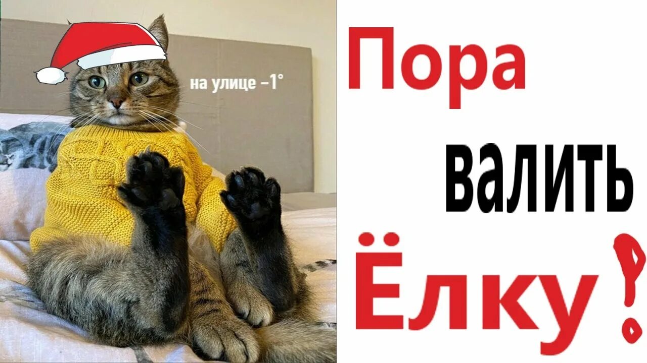 Доми шоу мемы с котами Итоги Программы Поощрения Авторов с 06.10.2019 по 12.10.2019 и с 13.10.2019 по 1