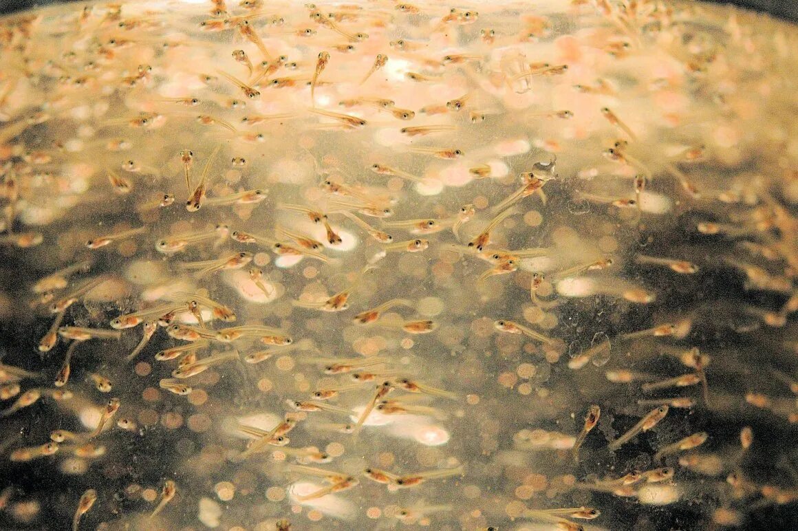 Водоросли мальки рыб окунь. Мальки аквариумных рыбок. малек рыбка. мальки в аквариуме. мальки сельди.