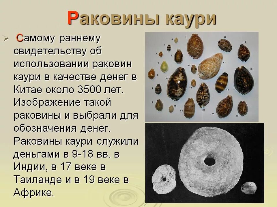 Что использовали в качестве п. Раковины каури первые деньги. древние раковины каури. древние деньги ракушки каури. раковины каури в качестве денег на руси.