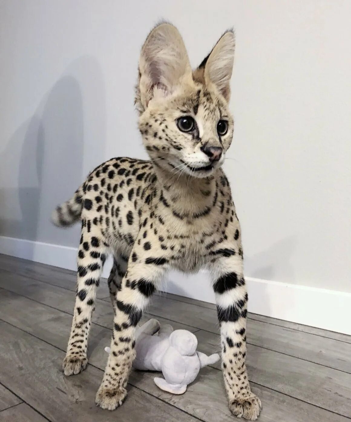 Сколько сейчас стоит кошка. Саванна кошка. Сколько сейчас стоит кошка. Сервал ашера саванна. Саванна кошка.