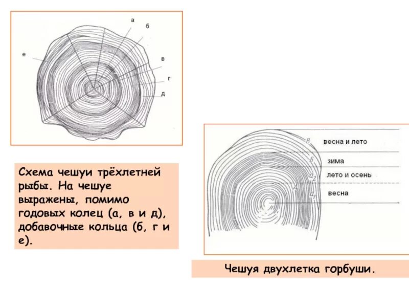 Как узнать возраст рыбы впр 5 класс. Строение чешуи рыбы схема. рисунок чешуйки рыбы с обозначениями. как определить возраст рыбы по годовым кольцам на чешуе. схема схема чешуйки.