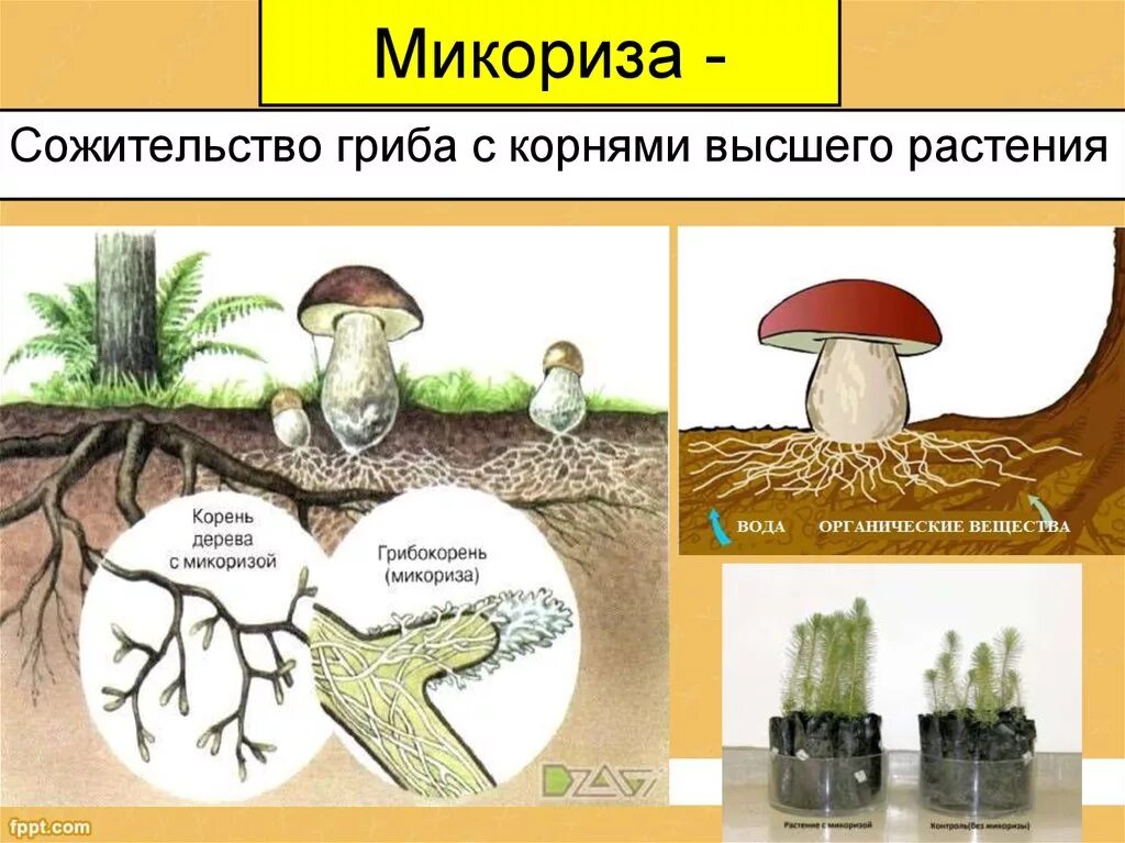 Образуют микоризу с корнями растений. Шляпочные грибы микориза. Строение гриба микориза. Микориза у шляпочных грибов. Что такое микориза у грибов.