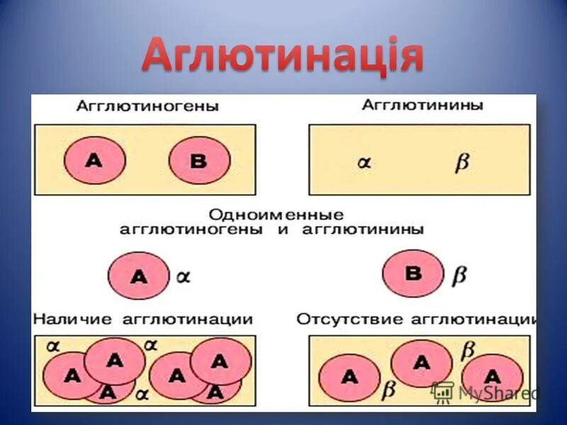 Агглютинины сыворотки