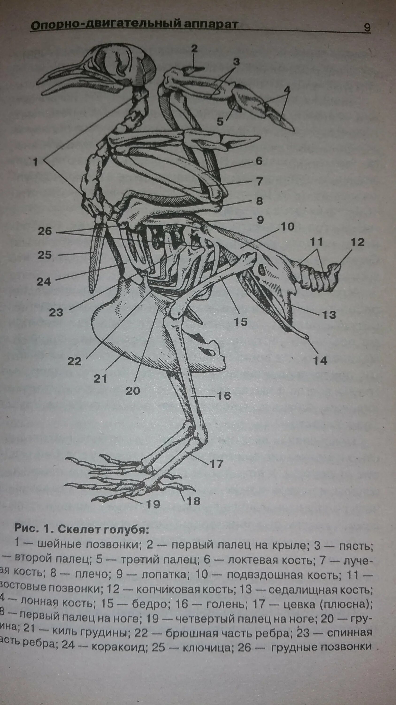 Строение скелета голубя