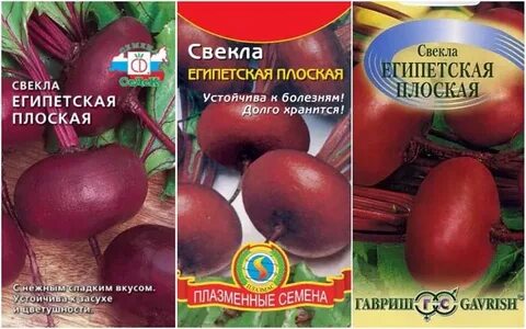 Свекла египетская плоская описание сорта