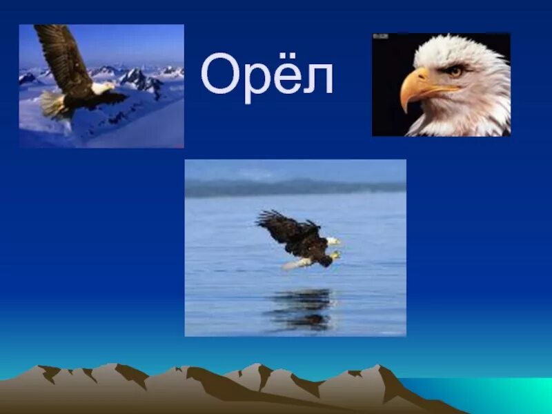 Орел 1 класс. Презентация на тему орел. презентация на тему орел птица. доклад на тему орел.