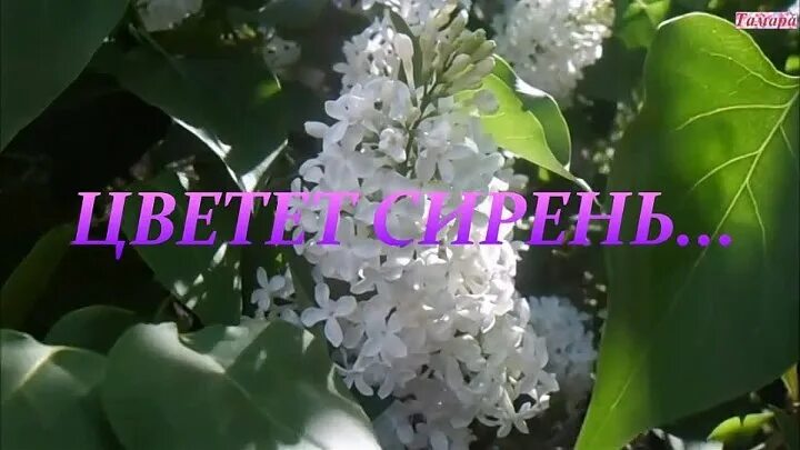 Цвела сирень песня слушать. Садко сирень. Садко цветет сирень. Группа с сиренью. Цветёт сирень группа Садко.