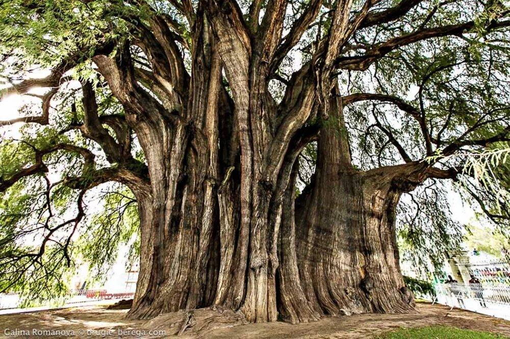 Толстое дерево 6. Кипарис мексиканский (Cupressus lusitanica). Дерево Туле Мексика. Таксодиум мексиканский дерево. Кампешевое дерево в Мексике.