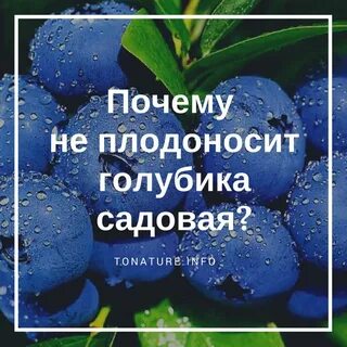 Когда плодоносит голубика