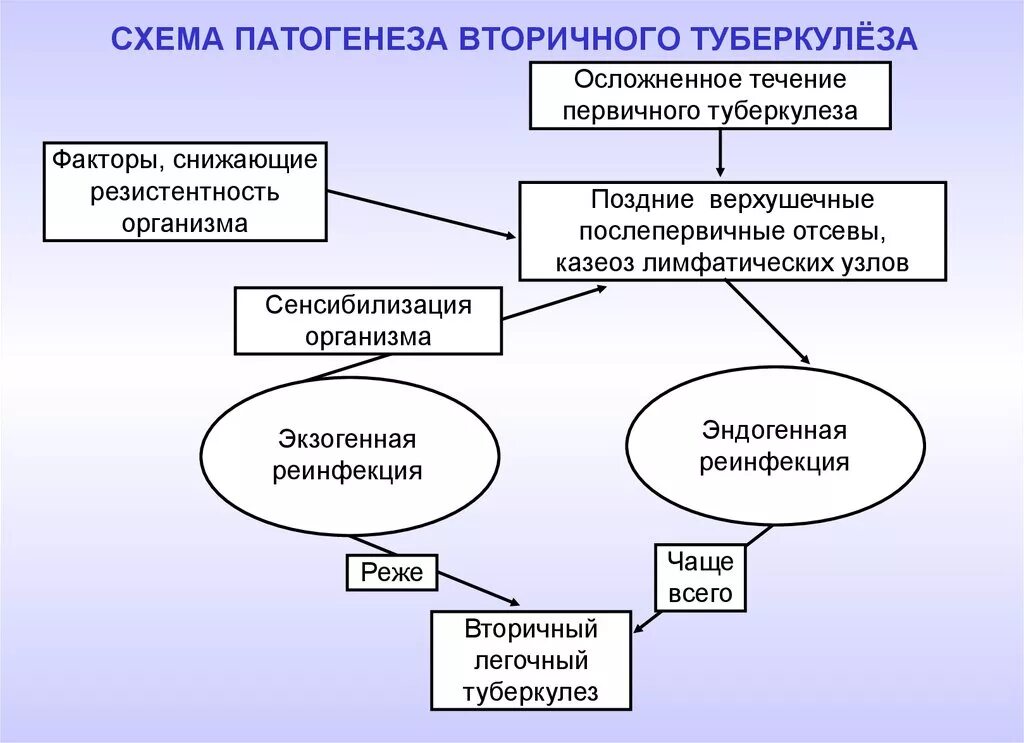 Туберкулез механизм. Механизм развития вторичного туберкулеза. патогенез развития вторичного туберкулеза. вторичный туберкулез этиология патогенез. патогенез первичного и вторичного туберкулеза.