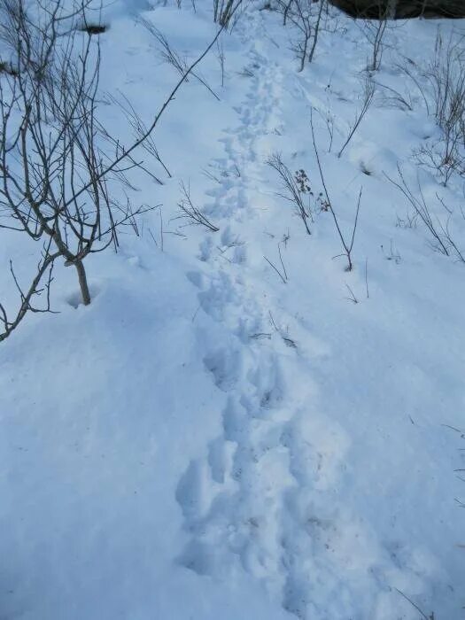 Видны заячьи следы. Заячьи следы. Заячьи следы на снегу. Распутывание заячьих следов зимой. Заячий след на снегу направление.
