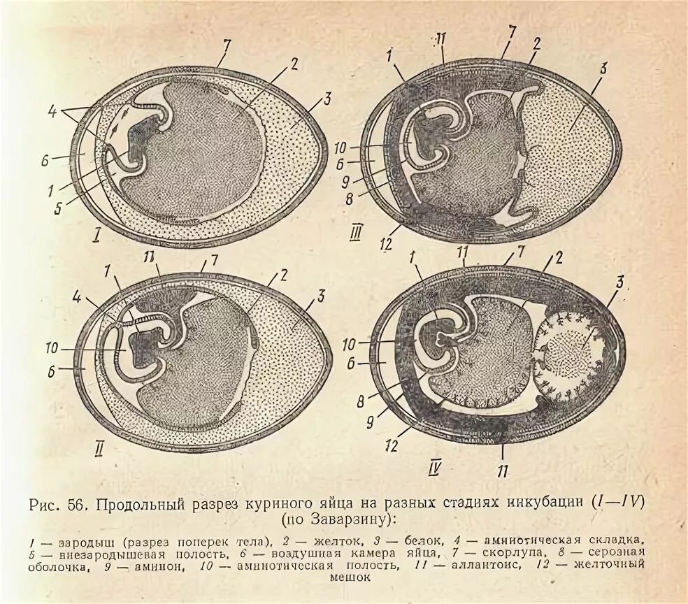 Зародышевые оболочки яйца птицы. Зародышевые оболочки куриного эмбриона. Строение яйца с зародышем. Строение куриного эмбриона.