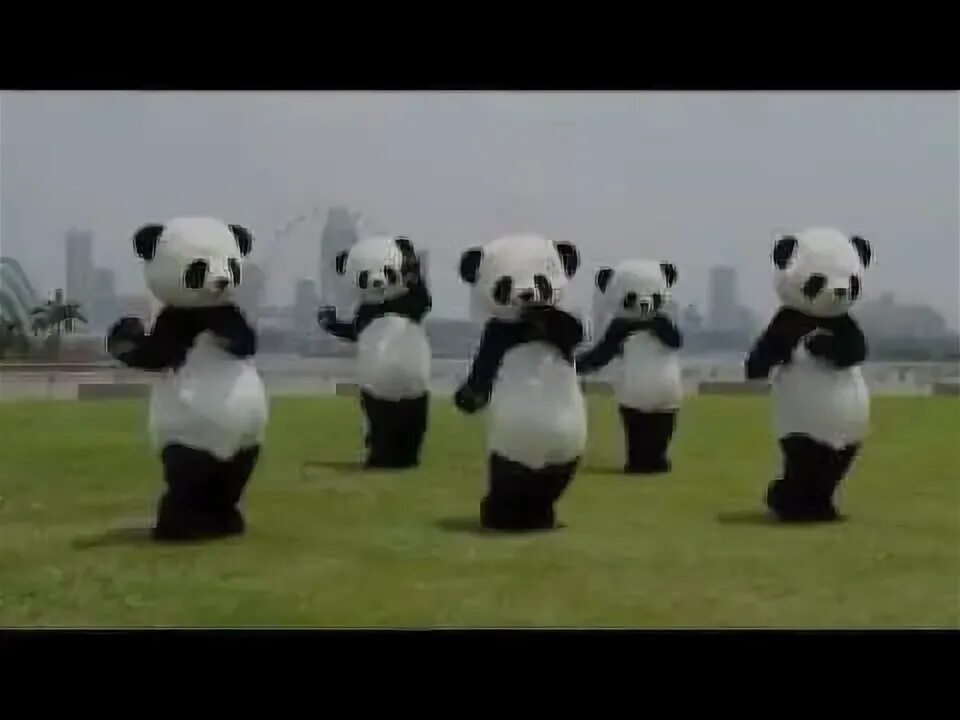 Панда танцует видео. Танцующая Панда. Танец панды. Танцующие панды. Танцующая Панда гиф.