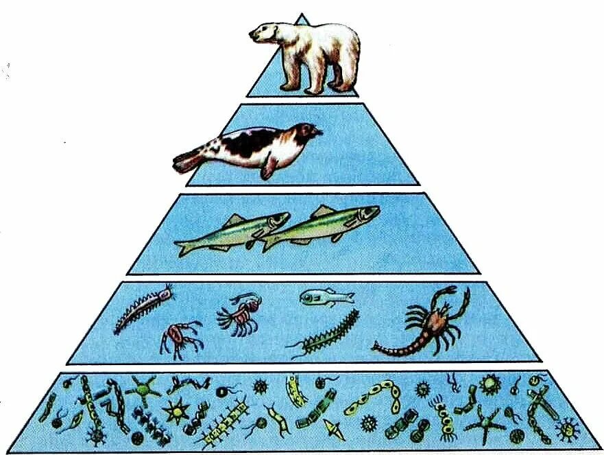 Фитопланктон трофический уровень. Экологическая пирамида биомассы. Экологические пирамиды пирамида биомасс. Цепи и сети питания экологические пирамиды.
