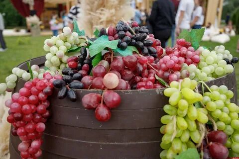 Виноград сегодня