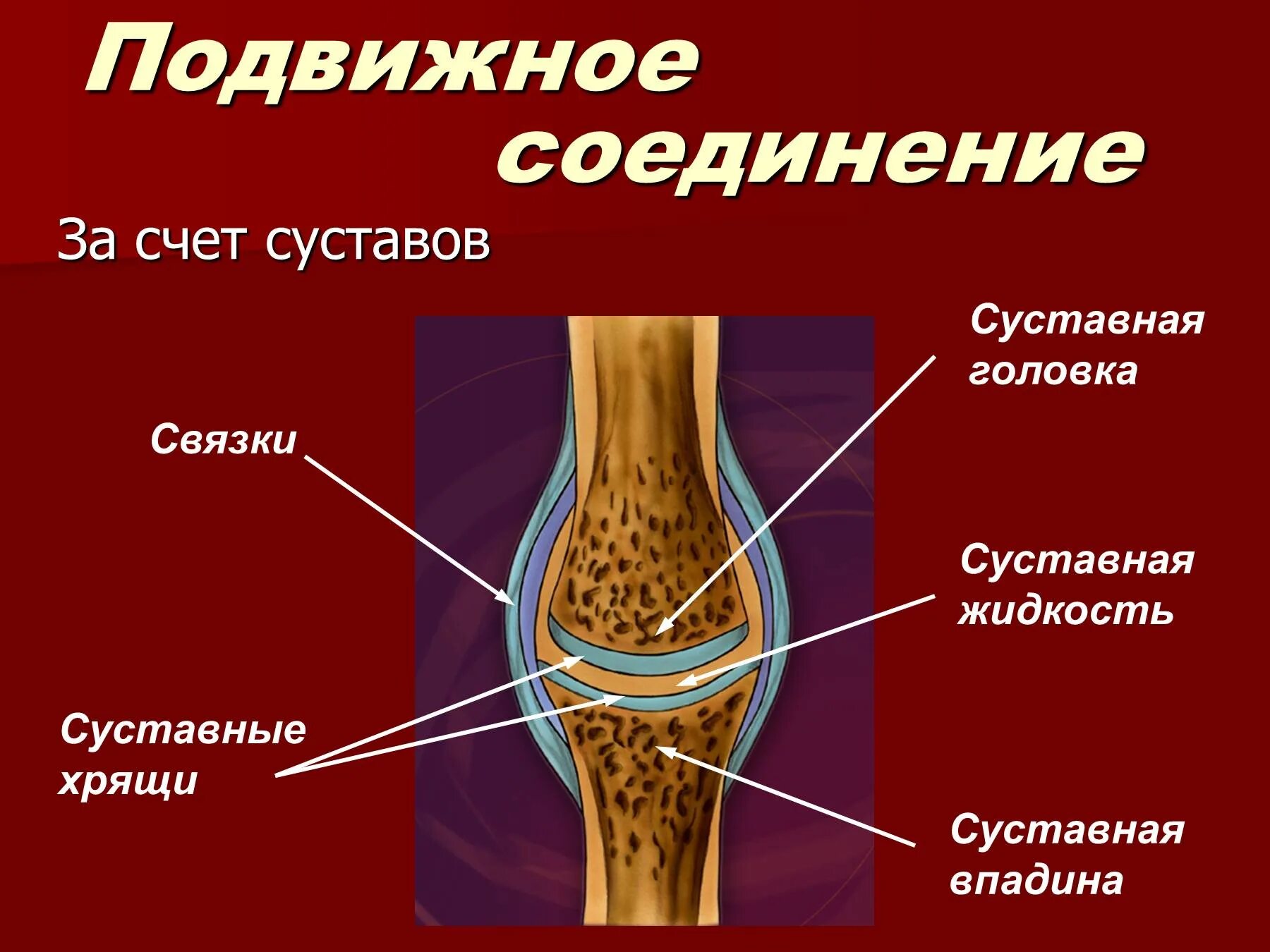 Синовиальная жидкость 2