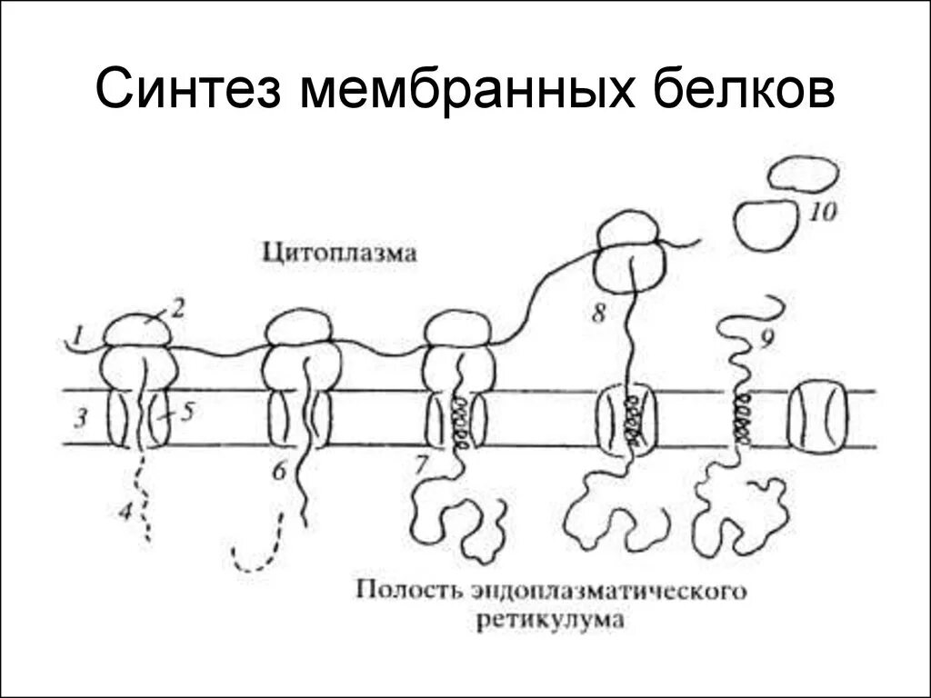 Синтез и транспорт белков в эпс. Схема синтеза мембранных белков. Синтез белков на ЭПС. Схема синтеза мембранных белков в ЭПР. Котрансляционный Синтез белка.