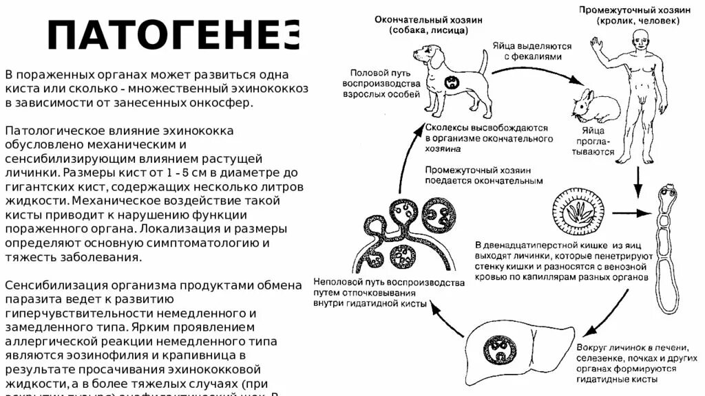 Эхинококки симптомы у людей лечение. Цикл развития эхинококка. Цикл развития кистозного эхинококка. Эхинококк Echinococcus granulosus жизненный цикл. Эхинококкоз этиология патогенез клиника диагностика лечение.