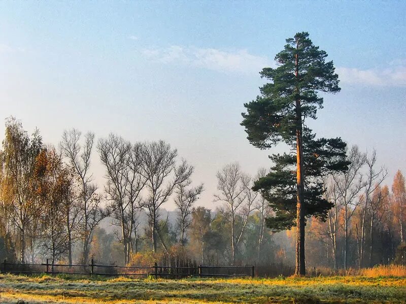 сосна обыкновенная саженцы крупномеры. белое море. агенскалнские сосны. сосны 2 9. сосны 2 9.