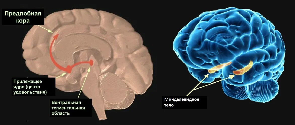Мозг передается. Миндалевидный комплекс мозга. Миндалевидное ядро мозга. Миндалевидное тело локализация. Миндалевидное тело анатомия.