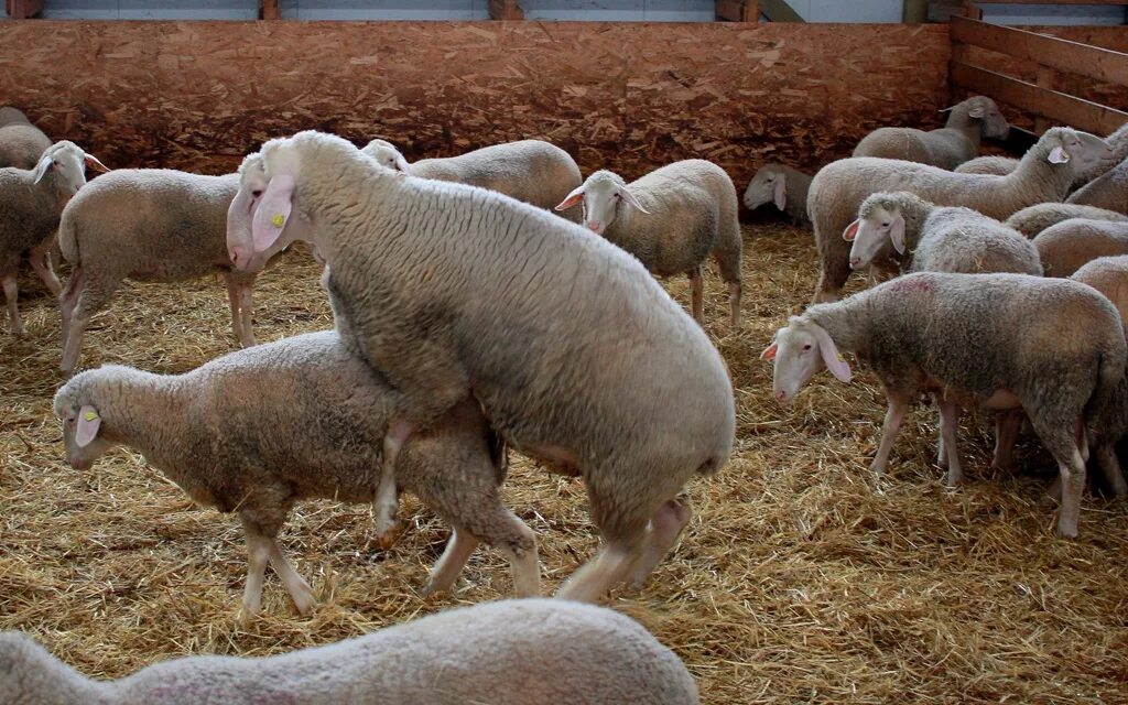 Бараны в крае купить. Иль де Франс порода овец. Латвийская порода овец. Дорпер порода овец. Авасси порода овец.