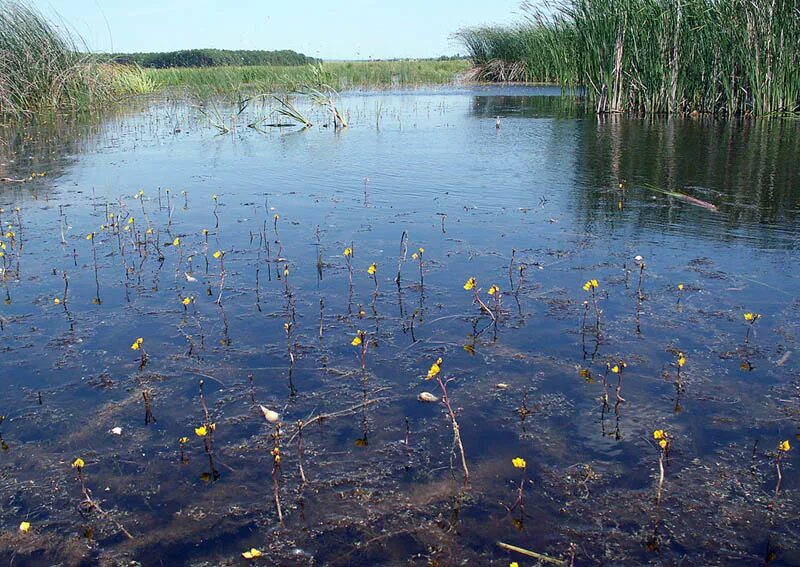 Заиление водохранилищ. Цветение водоемов. Заиливание водоемов. Заиление прудов. Цветет водоем