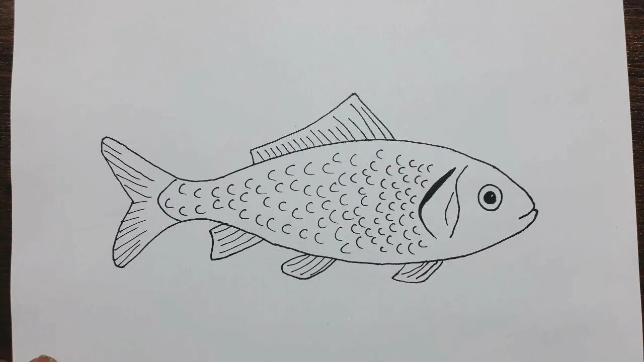 Рыбка рисунок. Рыба карандашом. Рисование для детей рыбы. Рыбка рисунок карандашом. Нарисовать рисунок рыбу