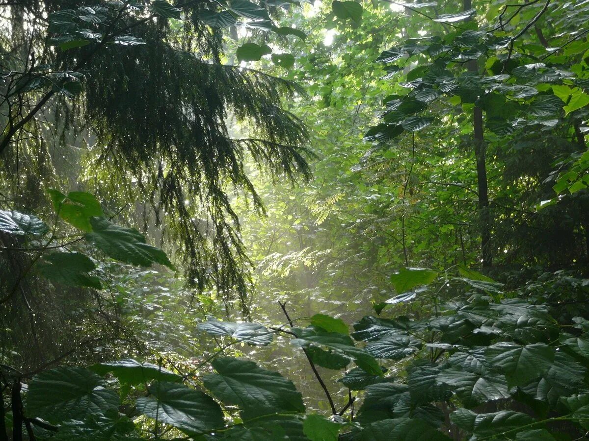 Ливневый тропический дождь. Ливневый лес Шри Ланка. Дождь в лесу. Лес после дождя. Дождь в лесу описание