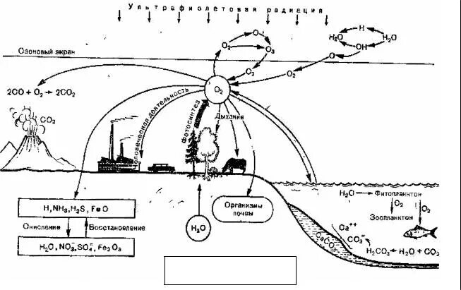 Биогеохимический цикл кислорода схема. Биогеохимический круговорот кислорода. Схема биогеохимического цикла кислорода в природе. Биологический круговорот кислорода схема.