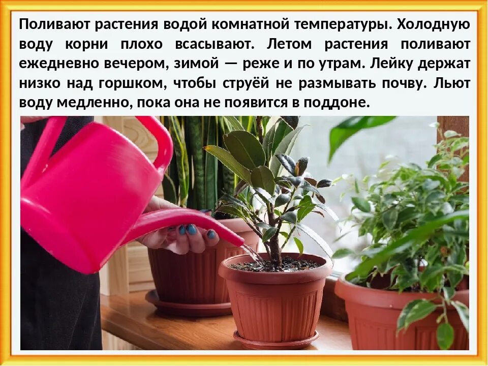 При какой температуре можно выносить комнатные цветы. Полив комнатных растений. Поливать комнатные растения. Поливают водой комнатное растение. Домашние цветы комнатные поливают и.