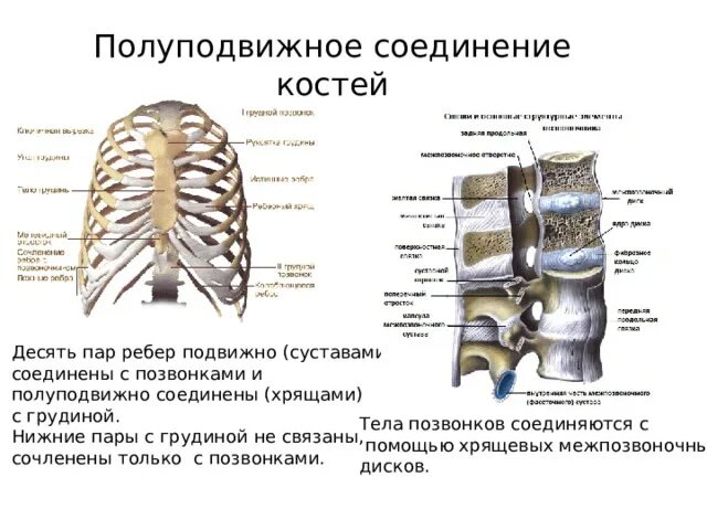 Полуподвижные кости пример. Полуподвижное соединение кости. Неподвижные полуподвижные и подвижные соединения костей. Соединение костей неподвижные полуподвижные суставы. Тип соединения неподвижные полуподвижные суставы кости.