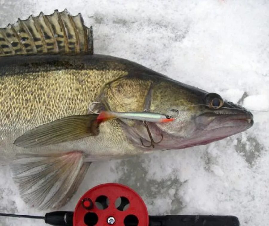 Балансир на судака. Балансир на судака. Балансиры для зимней рыбалки на судака лучшие. Балансир на судака. Балансир судак зимние ратлины.