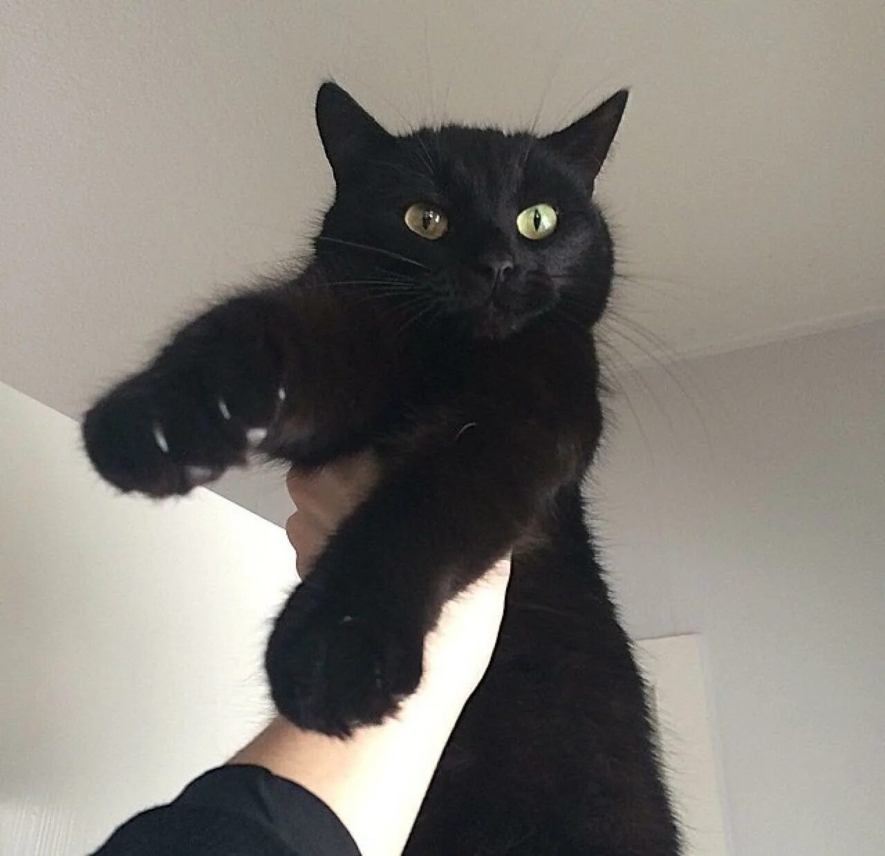 Черный кот Эстетика