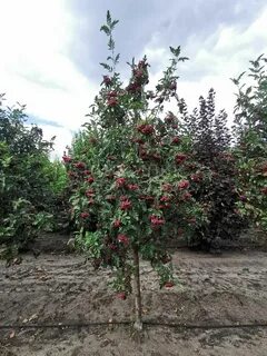 Гранатная севастополь