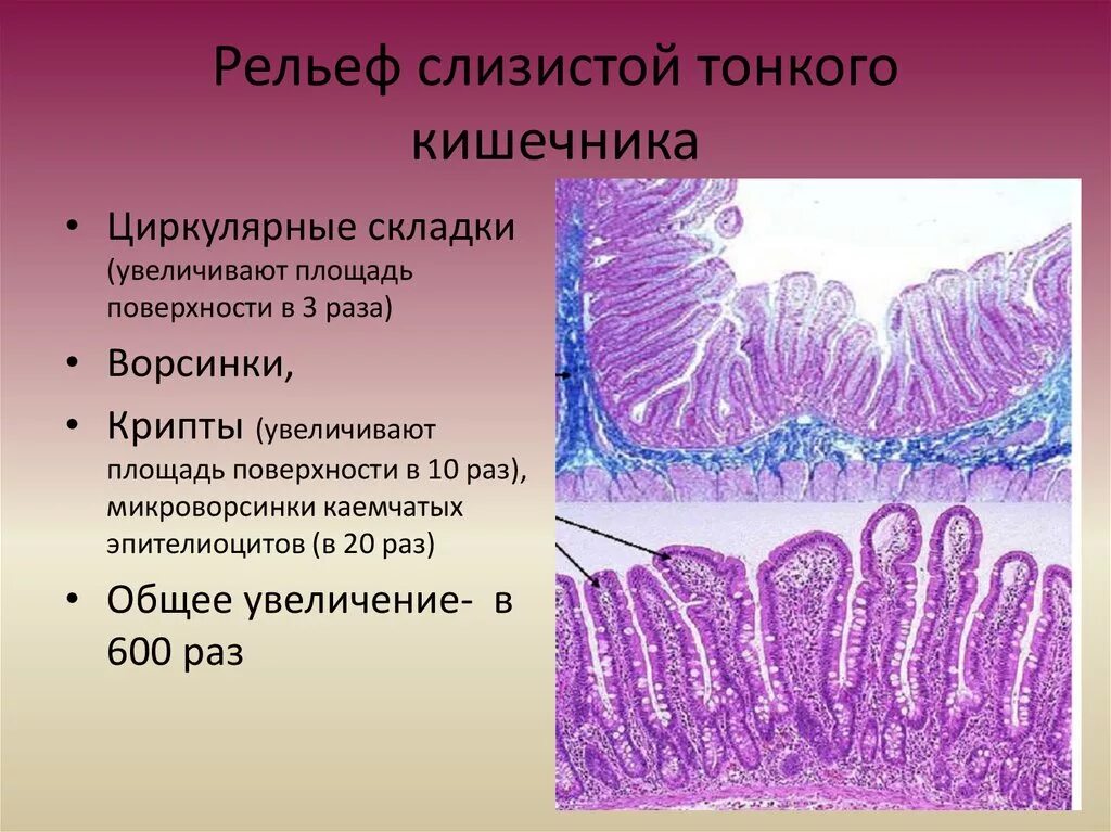 Микроворсинки клетки гистология. Стенка толстой кишки гистология. Тонкая кишка гистология. Тонкая и толстая кишка гистология. Строение ворсинок слизистой оболочки