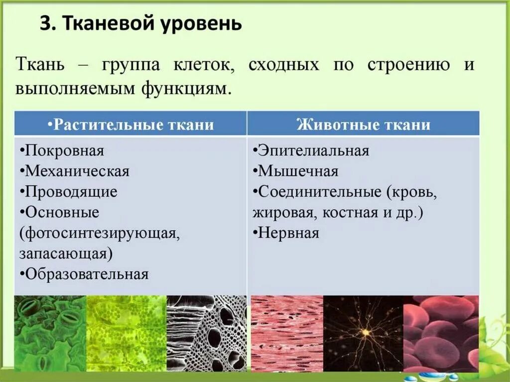 Назовите уровни организации многоклеточного организма. Из каких элементов состоят ткани животных организмов. Тканевый уровень организации живой материи. Уровни организации животной ткани. Тканевый уровень организации организма человека.