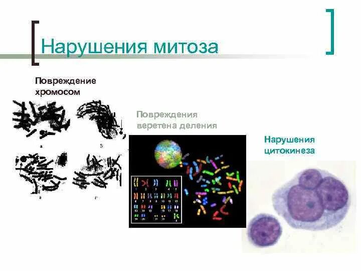 Патология митоза, связанная с нарушением цитотомии. Нарушение деления клеток. Повреждение хромосом. Причины патологии митоза. Нарушения деления клеток