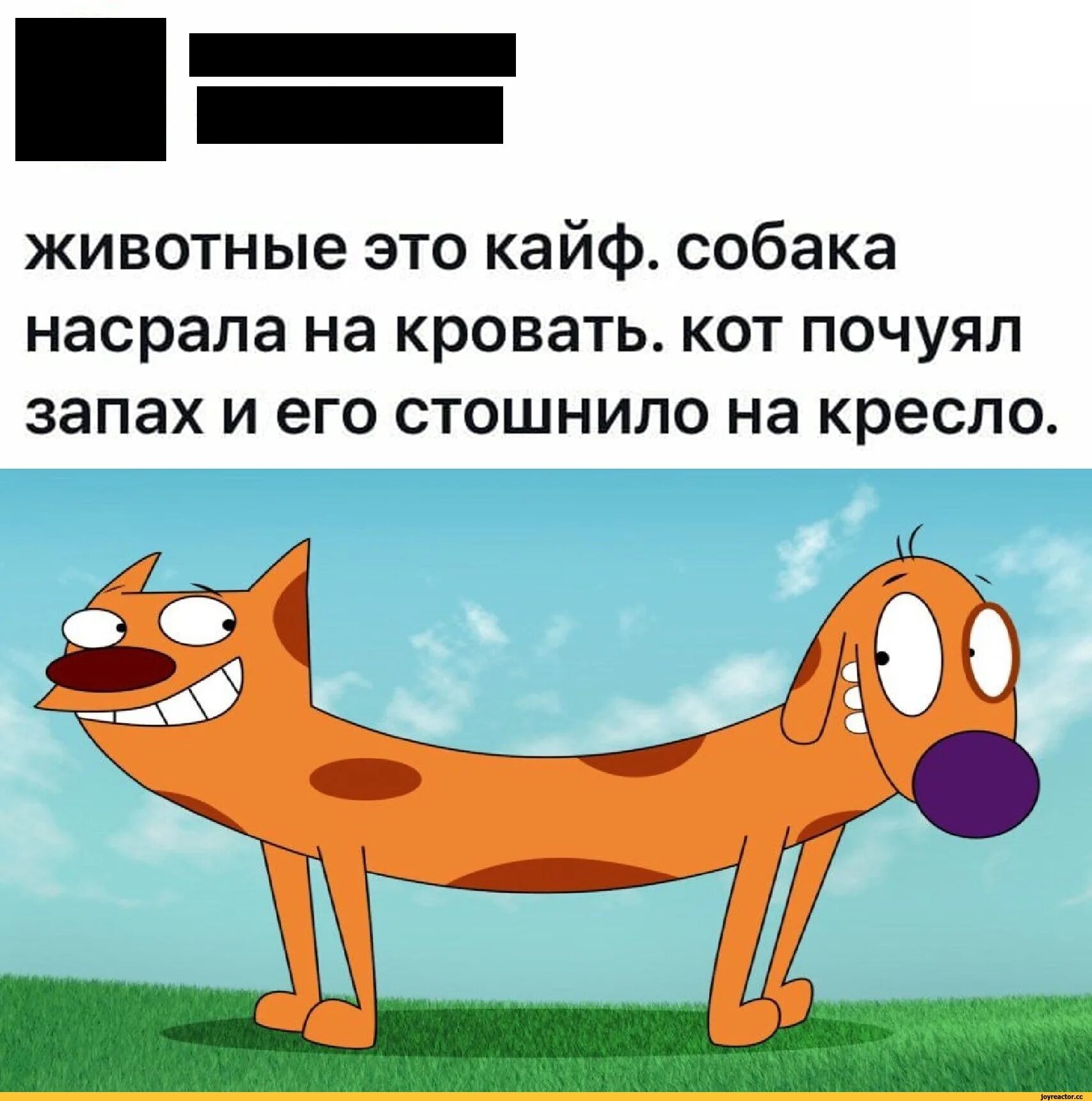 Собачий кайф что это такое. Собачий кайф. собака нагадила на кровать.