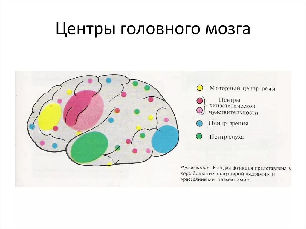 Центр мозга. Центр мозга