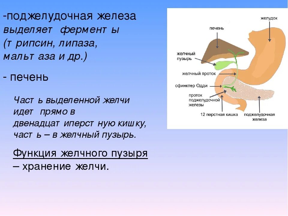 Ферменты вырабатываемые пищеварительными железами. Ферменты печени и желчного пузыря. ферменты поджелудочной железы. поджелудочная железа выделяет ферменты. ферменты поджелудочной железы и желчного пузыря.