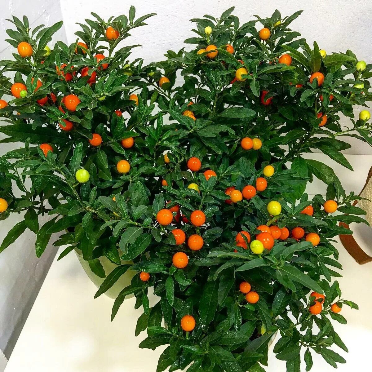 Search for species - Bittersüßer Nachtschatten (Solanum dulcamara L.