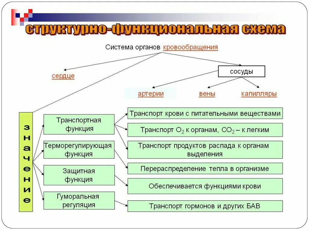 Транспорт продуктов распада к органам выделения. Строение системы органов кровообращения. Функции системы кровообращения. Функции системы кровообращения человека. Общая характеристика системы кровообращения.