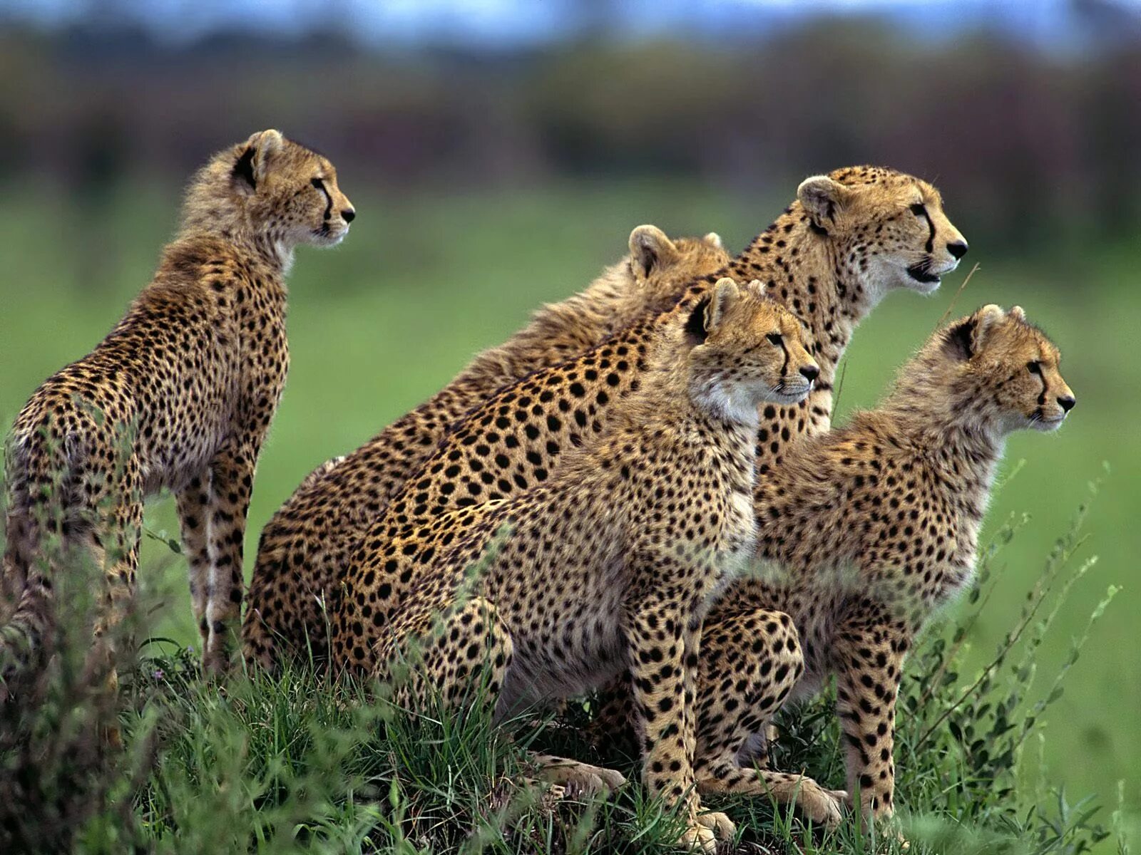 Животный мир группы. Отряд гепард. Семейство кошачьих гепард. Гепарды в Кении. Прайд гепардов.