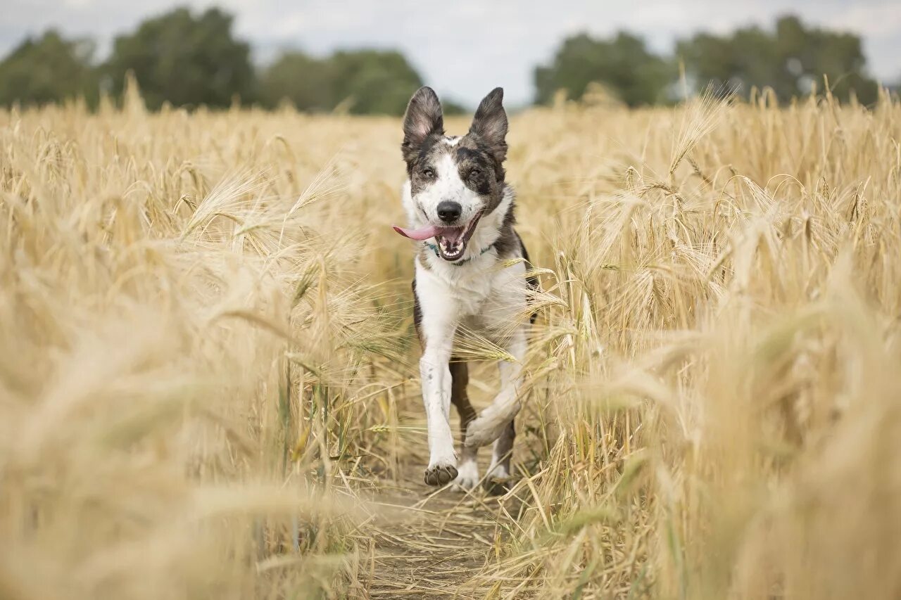 Давай сыграем в поле. Собака в поле. Собака бежит в поле. Собака бежит по полю. Собака бегает по полю.