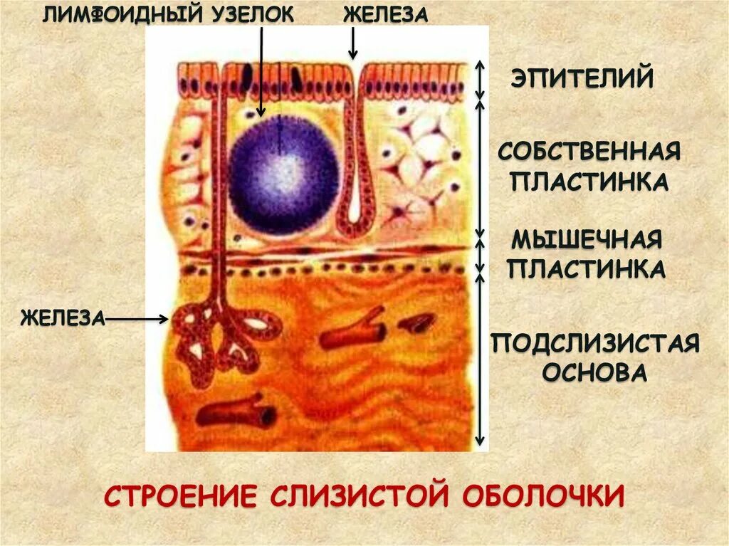 Строение слизистой оболочки. Собственная пластинка слизистой оболочки. Строение собственной пластинки слизистой оболочки. Собственный слой слизистой оболочки. Слизистые оболочки строение и функции