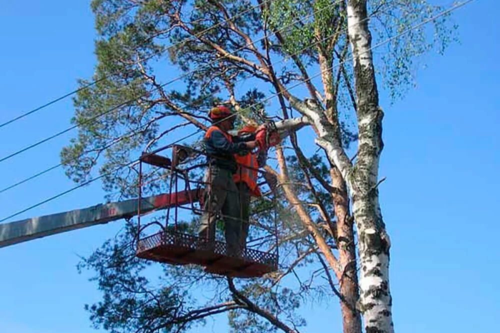 Спил веток. Срубание деревьев. Валка аварийных деревьев. Приспособления для подъема на дерево. Рубка деревьев.