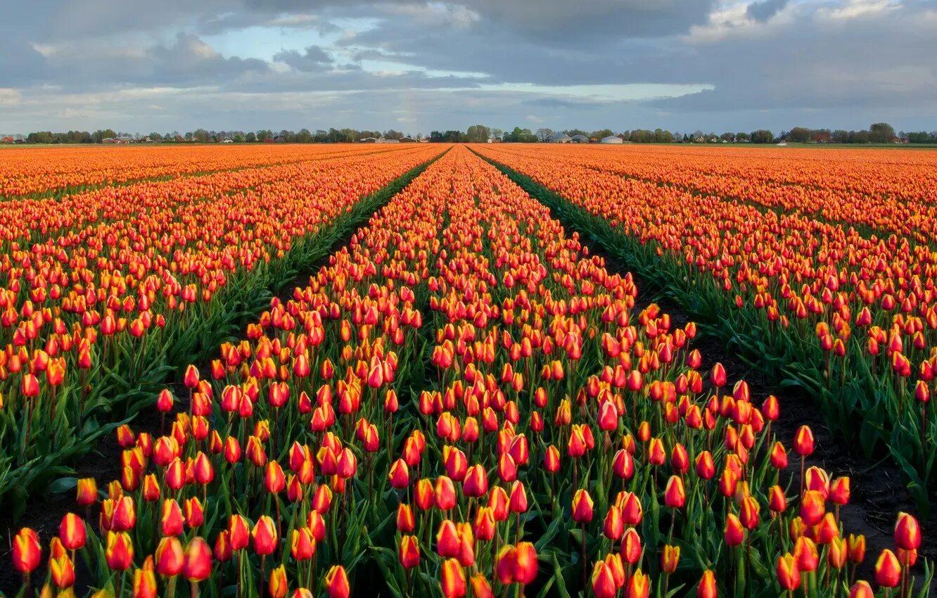 Где тюльпановые поля. Тюльпановое поле в Нидерландах. Плантации тюльпанов в Голландии. Тюльпановые поля Голландия картины. Тюльпаны Голландия и Эквадор.