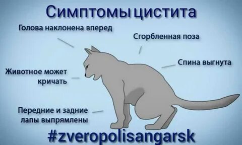 Симптомы цистита у кошек