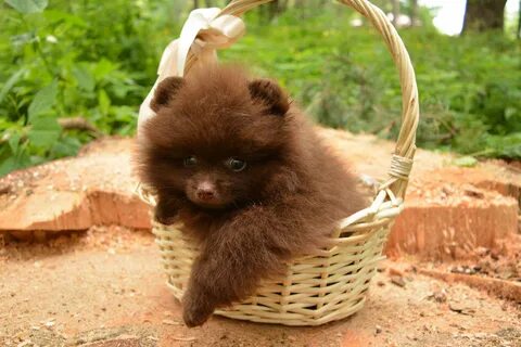 Коричневый шпиц